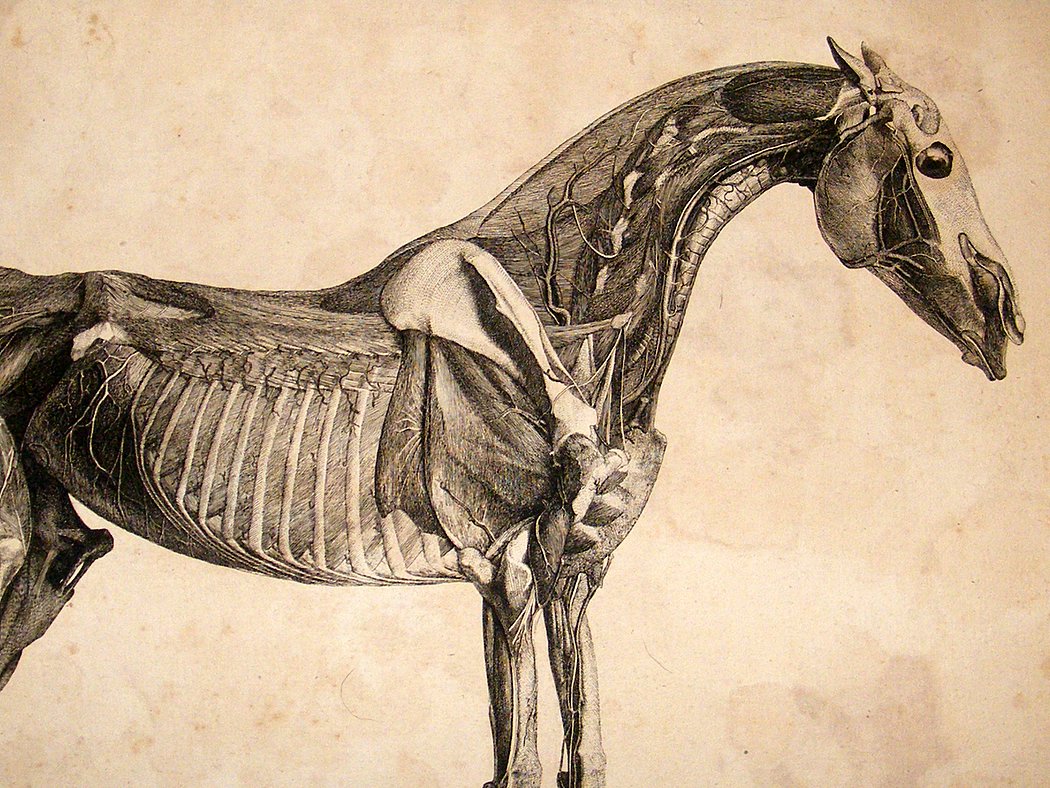 Jason OCA Art Course: Anatomical drawings of George Stubbs 17724 - 1806